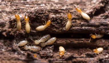 Let’s Celebrate Termite Awareness Week