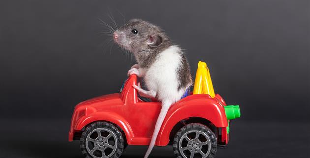 How to Keep Mice Out of Your Car