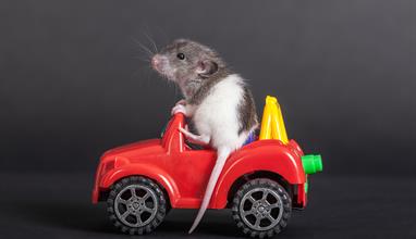 How to Keep Mice Out of Your Car