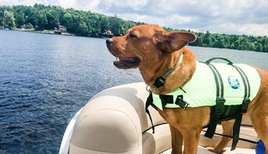 Safe Boating Practices with Dog
